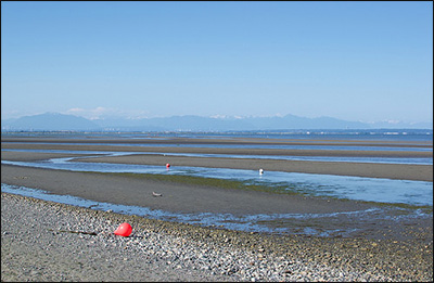 Boundary Bay At Low Tide