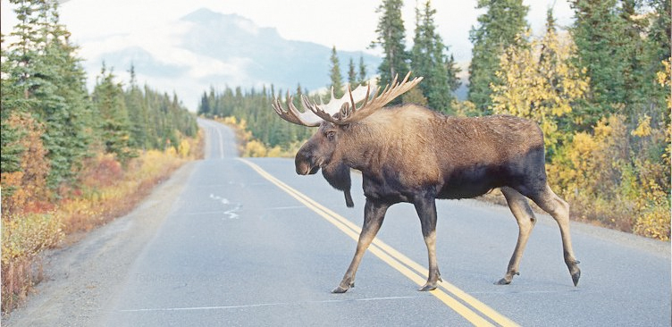 Moose Crossing Road