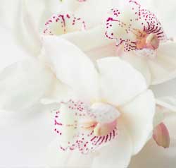 white orchid