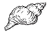 sea shell sketch